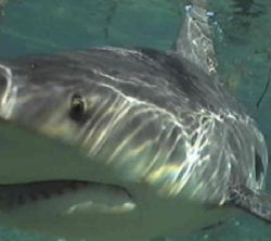 Lucky shot of bull shark before it impacted the camera ho... by Kent Bonde 